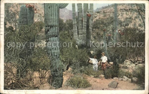 Kakteen Giant Cactus Los Angeles