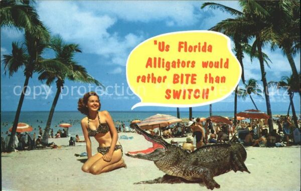 Tiere Alligator Frau Bademode Florida
