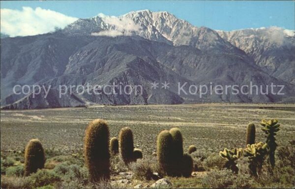 Kakteen Berg Mt. San Jacinto Devil's Garden Cal