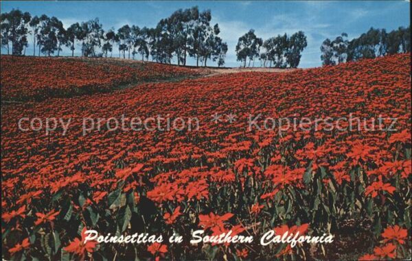 Blumen Poinsettia Plantation Southern Californ