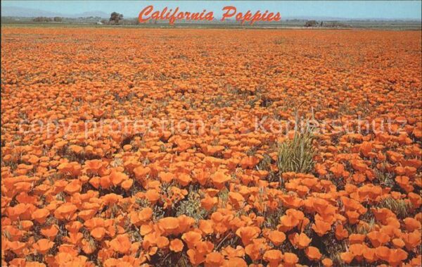 Blumen Mohnblumen Golden Poppies California