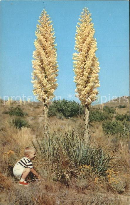 Pflanzen California Yucca in bloom