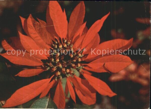 Blumen Poinsettia Weihnachtsstern