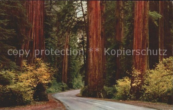 Baeume Trees Redwood Highway California