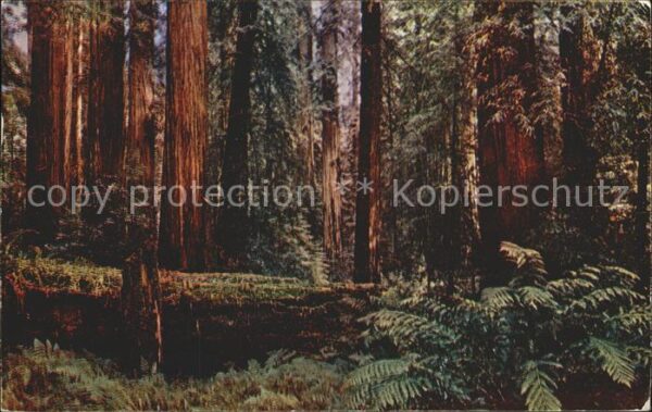 Baeume Trees Ferns Moss Virgin Redwoods California