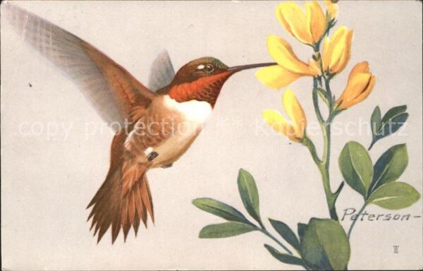 Voegel Zimtkolibri Rufous Hummingbird