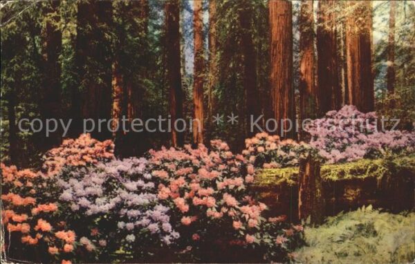 Pflanzen Rhododendren Bäume Rhododendrons Redwoo
