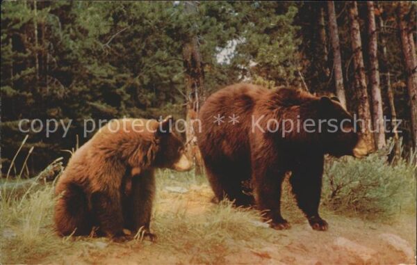 Baeren Brown Bear