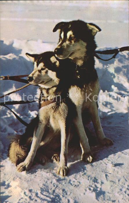 Hunde Husky Sled Dogs