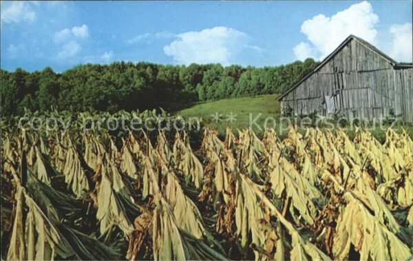 Tabak Harvesting Tobacco