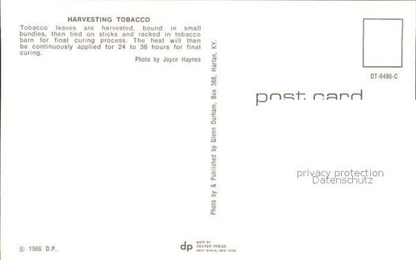 Tabak Harvesting Tobacco – Bild 2
