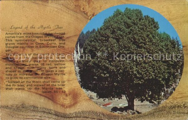 Baeume Trees Myrtle Tree Legende Coos Curry Oregon