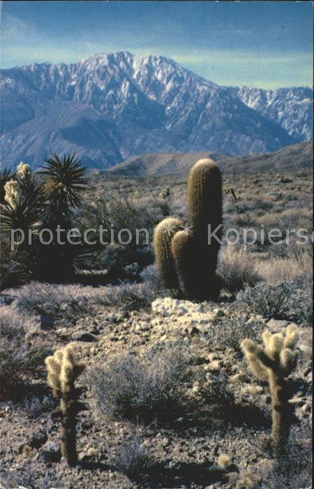 Kakteen Cholla cactus Barrel cactus Mojave Yucc
