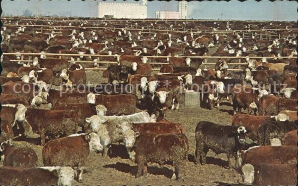 Kuehe Monfort Feed Lots Weld County Colorado