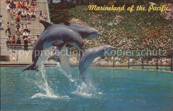 Delfine Delphine Dolphins Dauphins Delfi Marineland of the Pacific Leaping Dolph