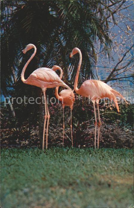Flamingo Stately Florida Flamingos
