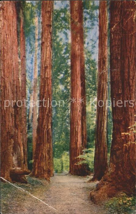 Baeume Trees Muir Woods National Monument Mill Valle