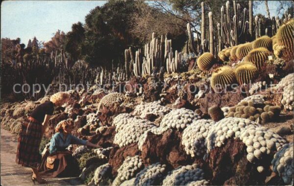 Kakteen San Marino California Cactus desert pla