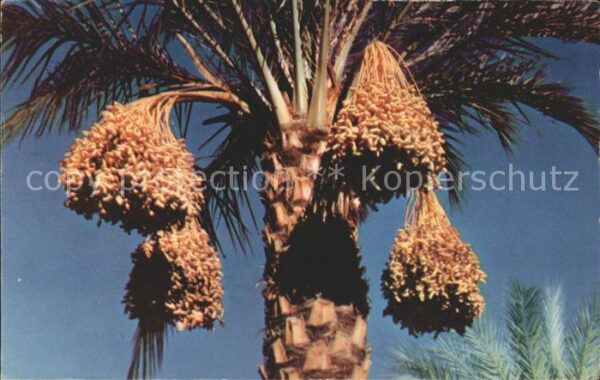 Palmen Datteln Date Clusters