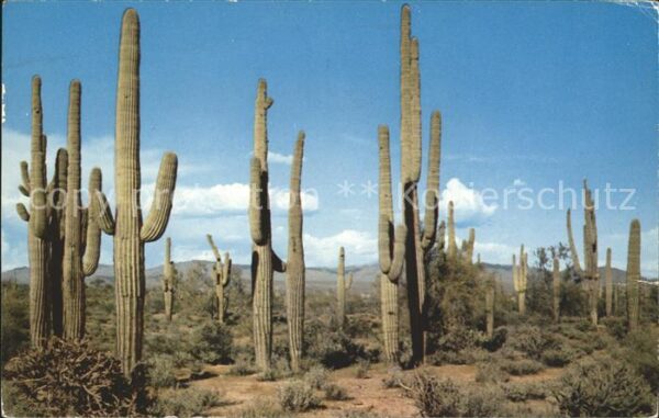 Kakteen Saguaro Giant Cactus Southern Arizona