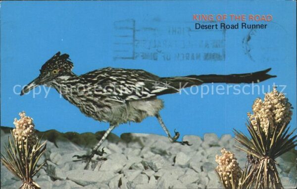 Voegel Desert Road Runner