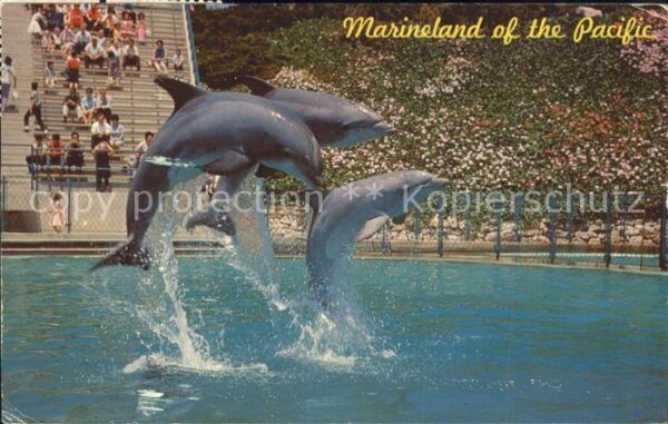 Delfine Delphine Dolphins Dauphins Delfi Leaping Dolphin Trio Marineland of the