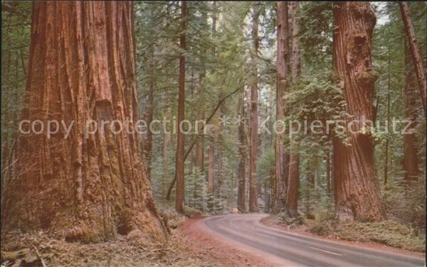 Baeume Trees Redwood Giant with Burls Redwood Highwa