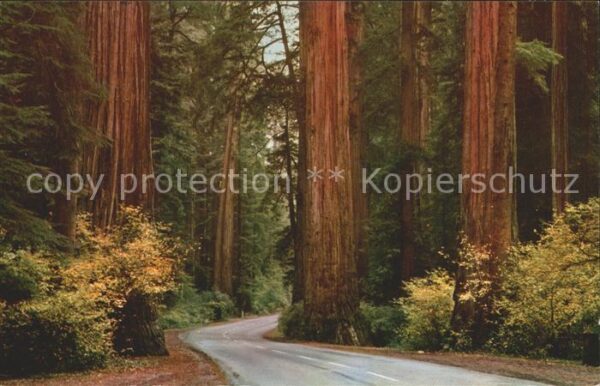 Baeume Trees Redwood Highway California