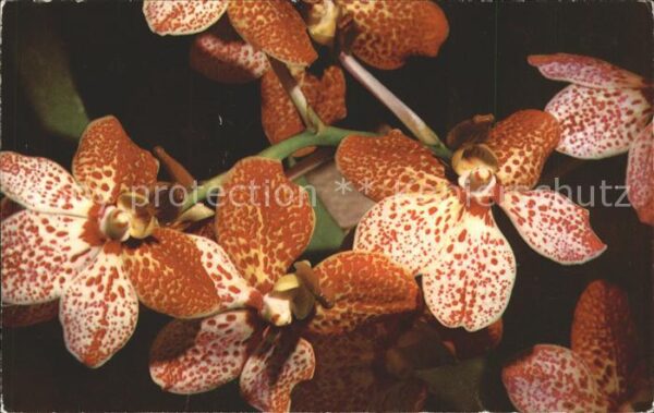 Blumen Orchideen Orquideas Venezolanas