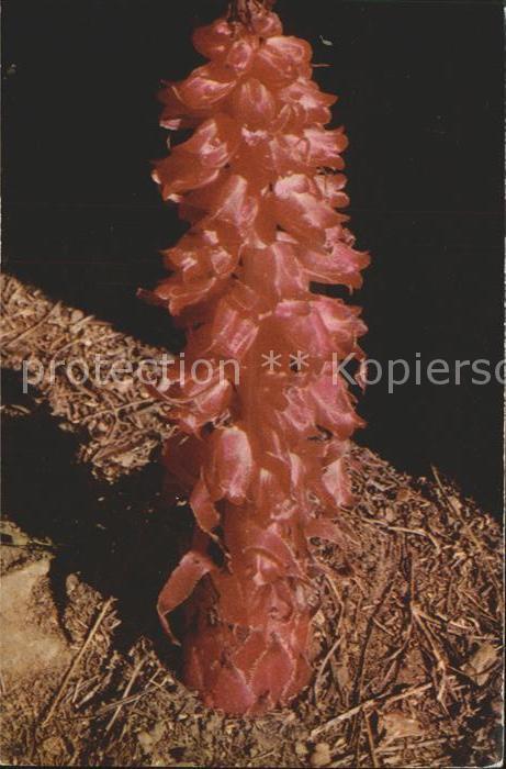 Pflanzen Snow Plant Yosemite National Park Calif