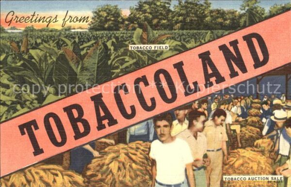 Tabak Tobacco Field Tobacco Auction Sale