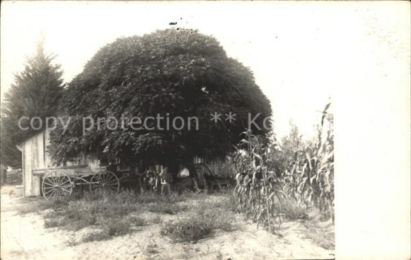 Baeume Trees