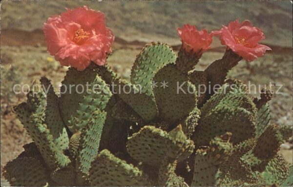 Kakteen Magenta beaver tail cactus
