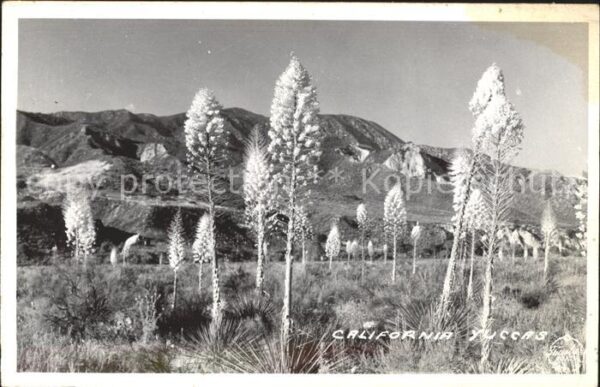 Pflanzen California Yuccas
