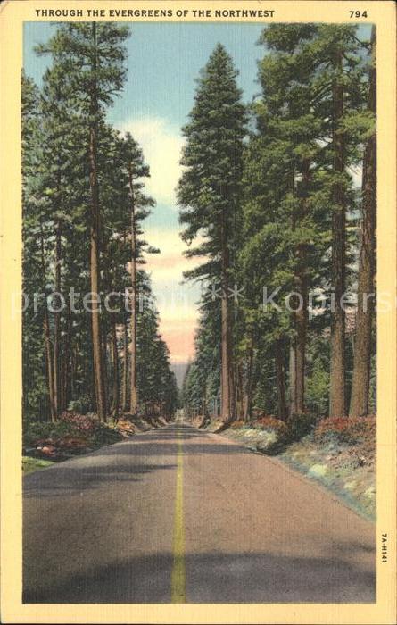 Baeume Trees Evergreen of the Northwest
