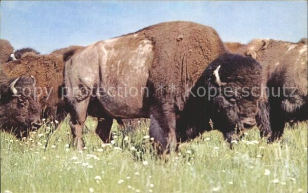 Tiere Bison American Bison