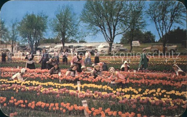Blumen Tulpen Nelis Tulip Farm Holland Michiga