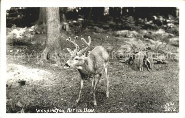 Hirsch Washington Native Deer