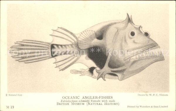 Fische Oceanic Angler-Fishes Edriolychnus schm