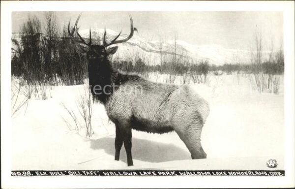 Elch Elk Bull Bill Taft Wallowa Lake Park Or