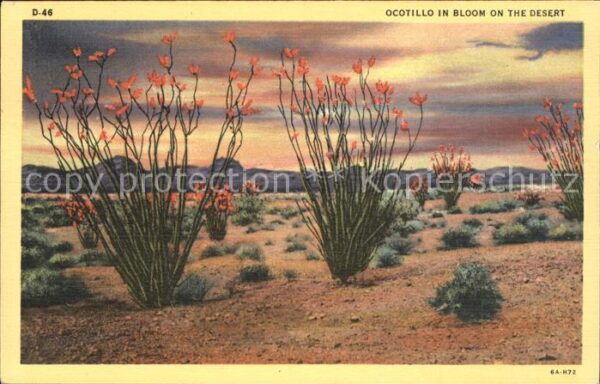 Pflanzen Ocotillo in bloom desert