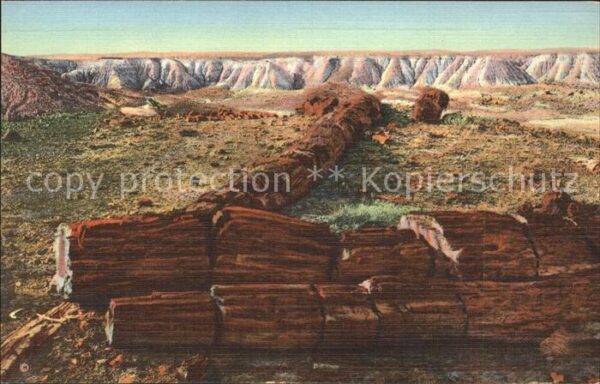 Baeume Trees Baumstämme Logs Twin Sisters Petrified