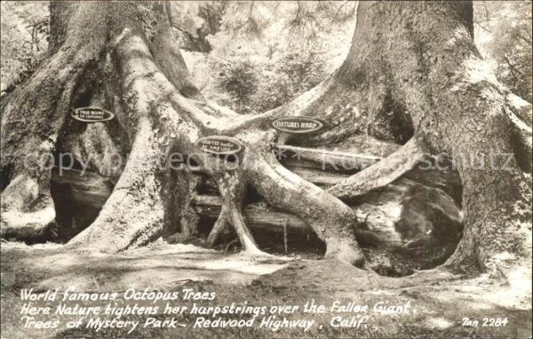 Baeume Trees Octopus Trees Mystery Park Redwood High