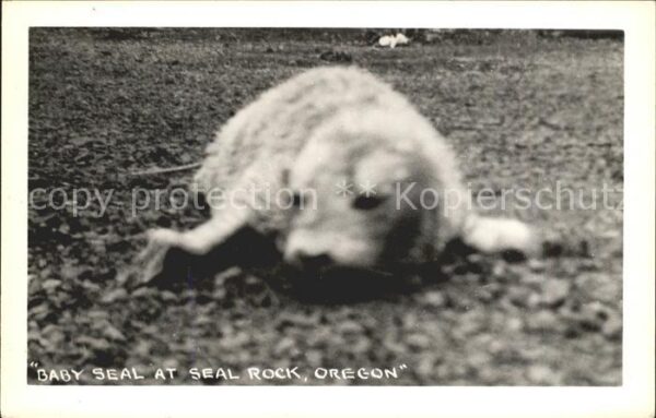 Robben Seehunde Baby Seal Seal Rock Oregon