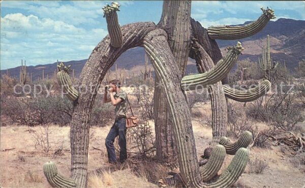 Kakteen Saguaros Fotograf