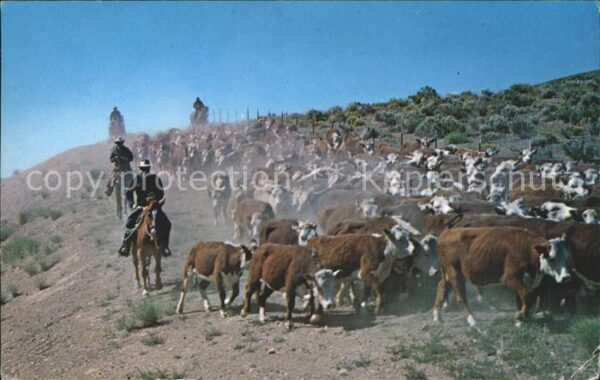 Kuehe Herde Western Cattle Drive