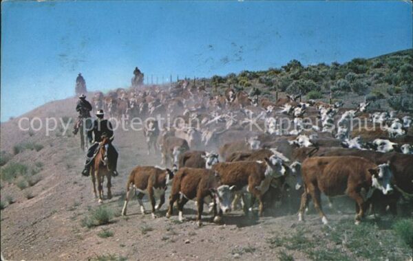 Kuehe Herde Western Cattle Drive