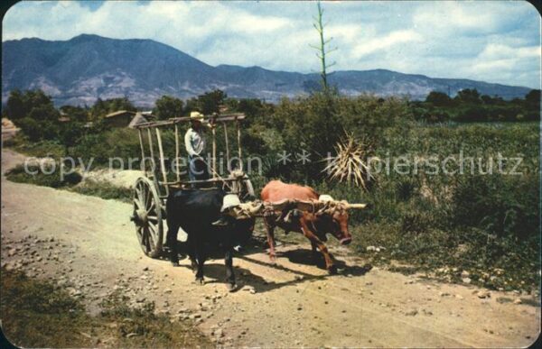 Kuehe Wagen Landwirtschaft Oaxaca Mexico