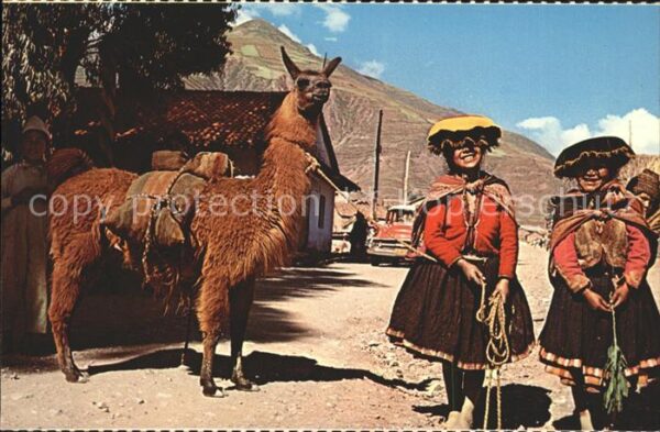 Tiere Lama Native Girls Pisac Peru