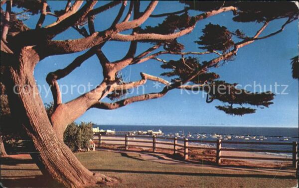 Baeume Trees Pepper tree Palisades Park Santa Monica